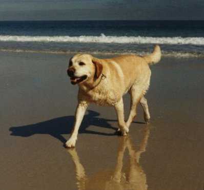 heller Labrador Retriever am Meer